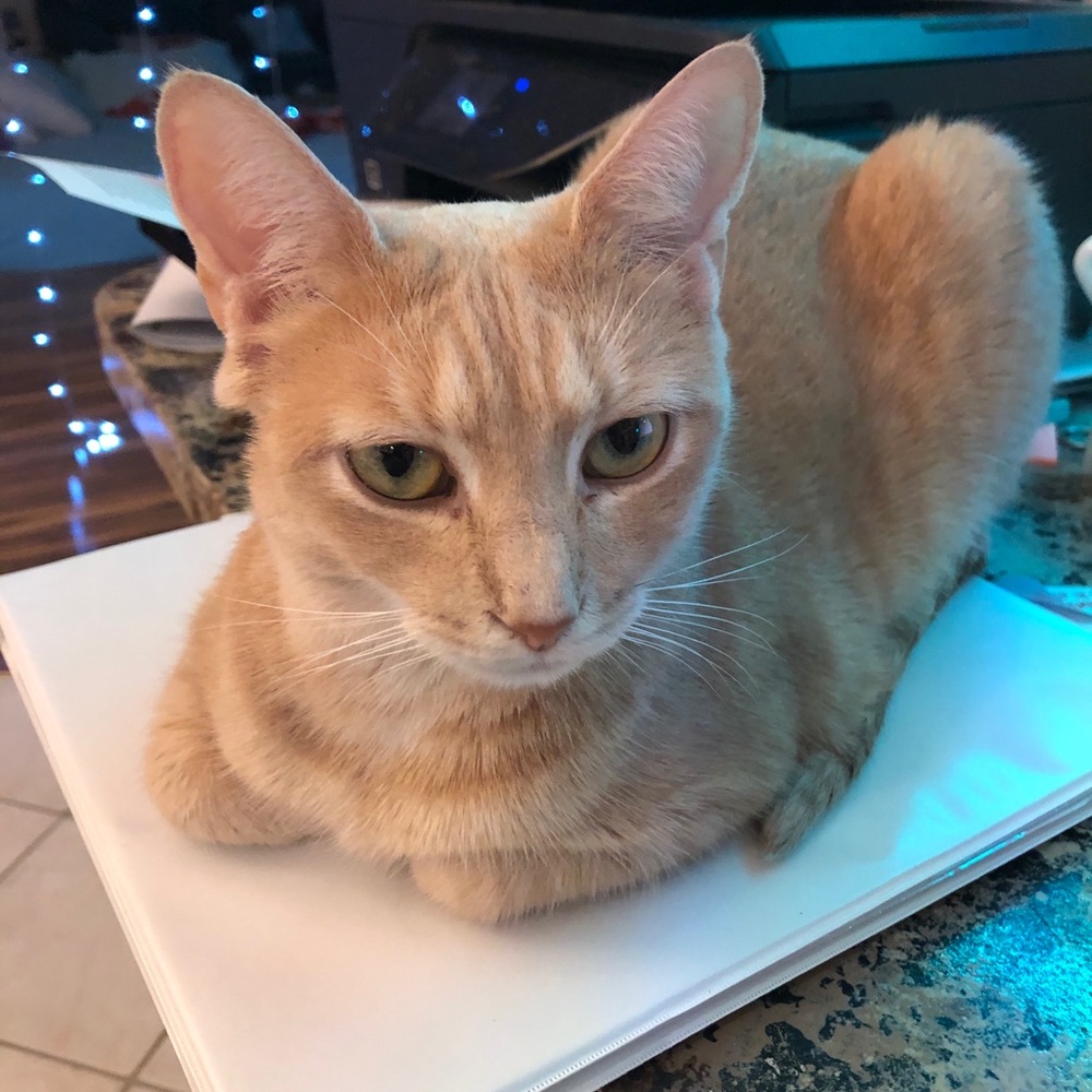 Meet your Posher, Lara